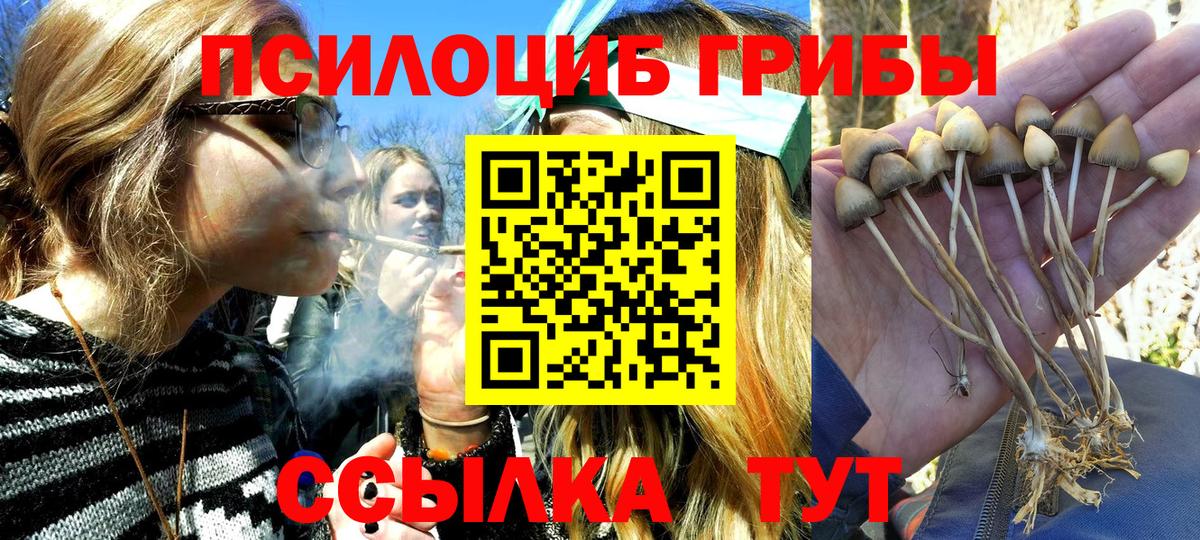 Псилоцибиновые грибы Psilocybine cubensis Абинск